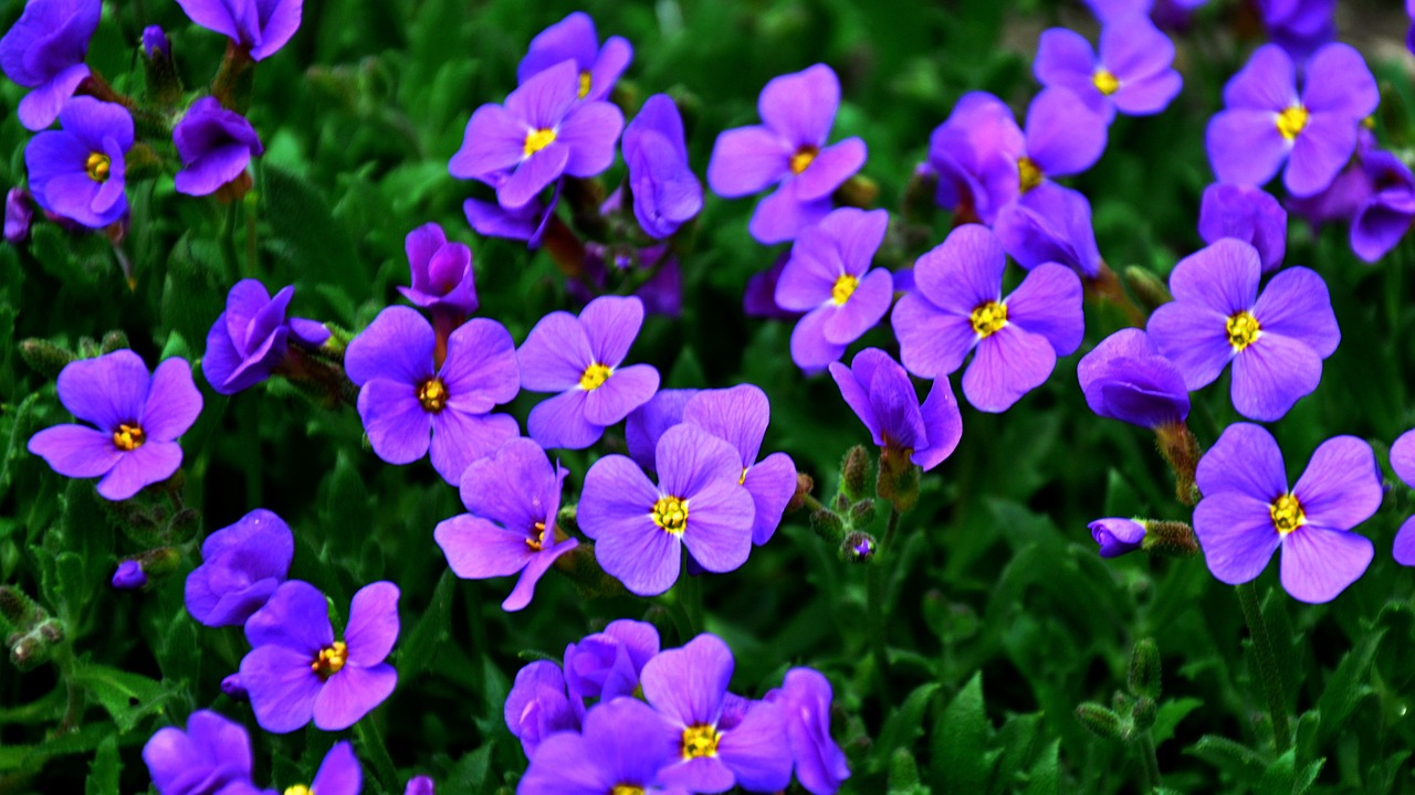 pázsitviola flower blue free photo