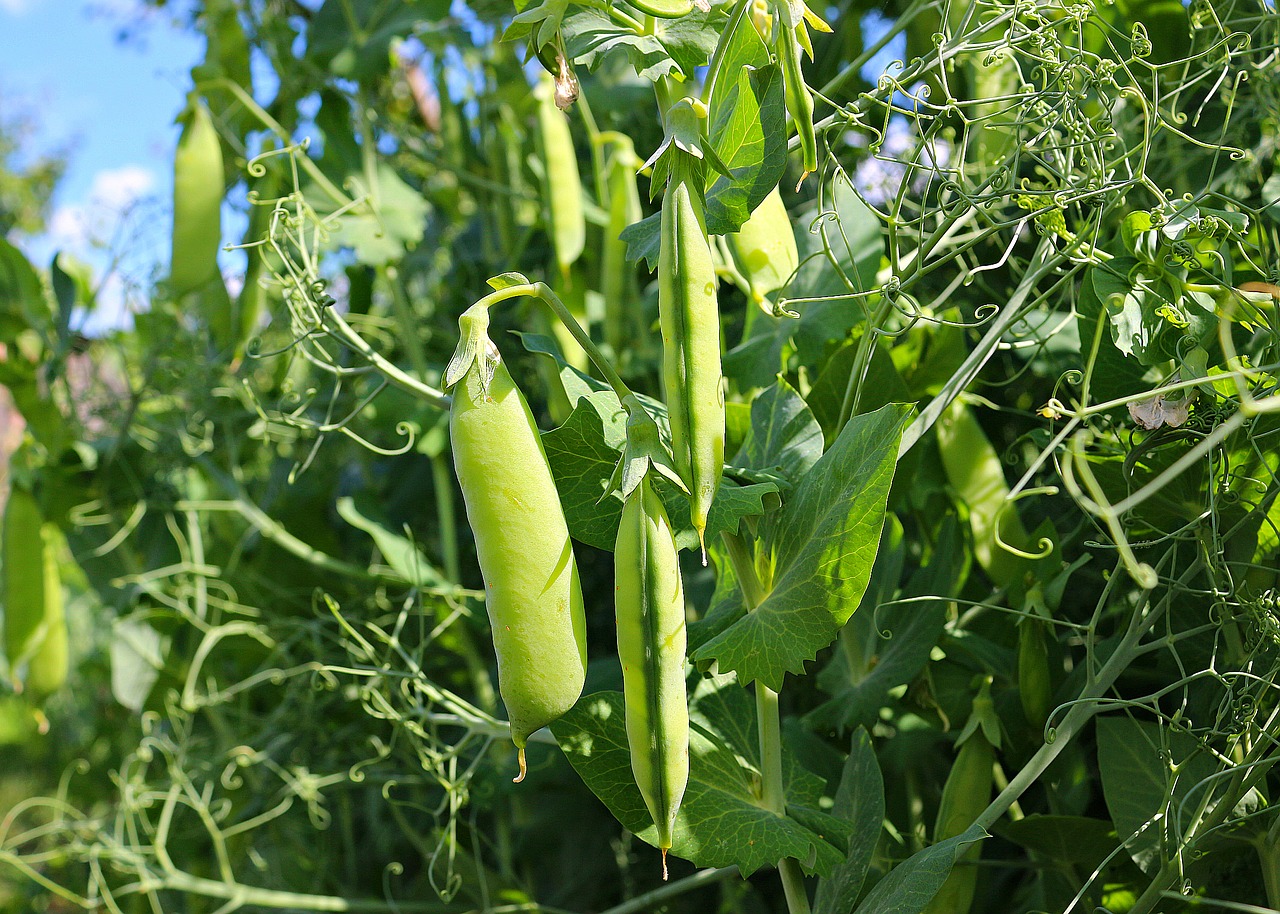 pea pod green free photo