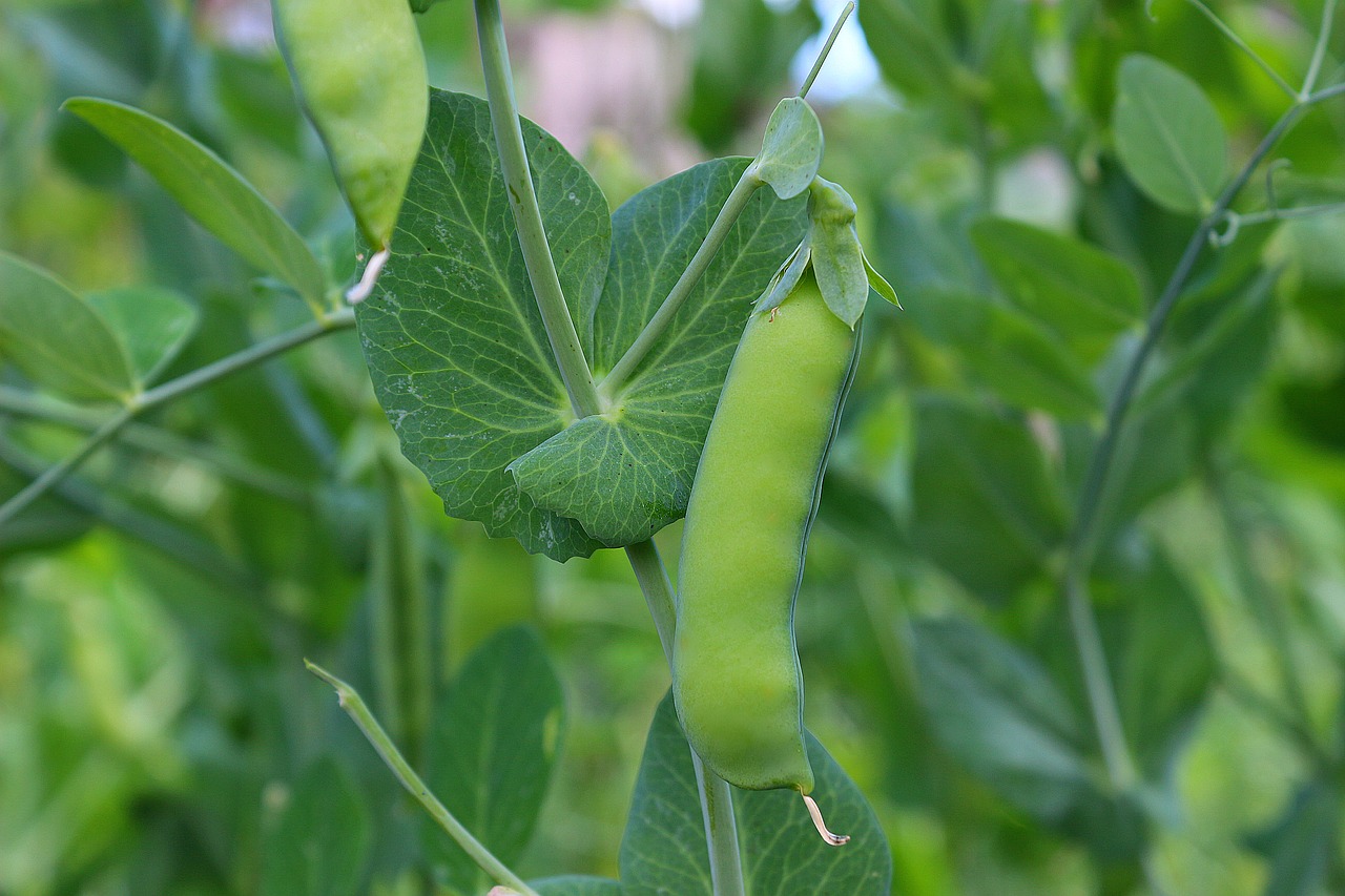 pea pod green free photo