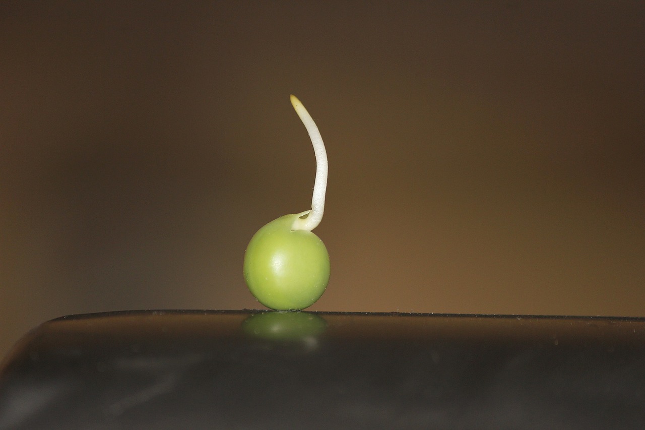 pea sprout sprouted free photo