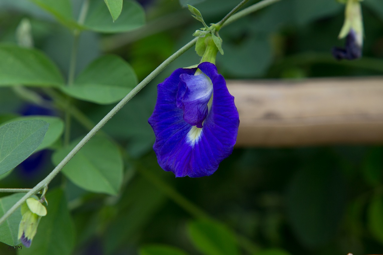 pea flowers green flowers free photo