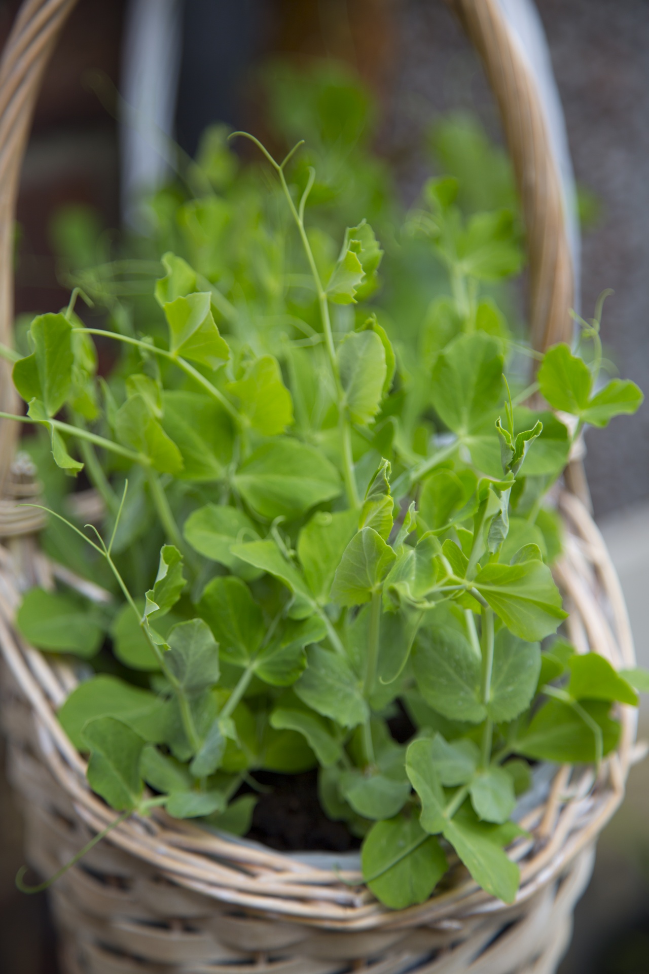 small garden plant free photo