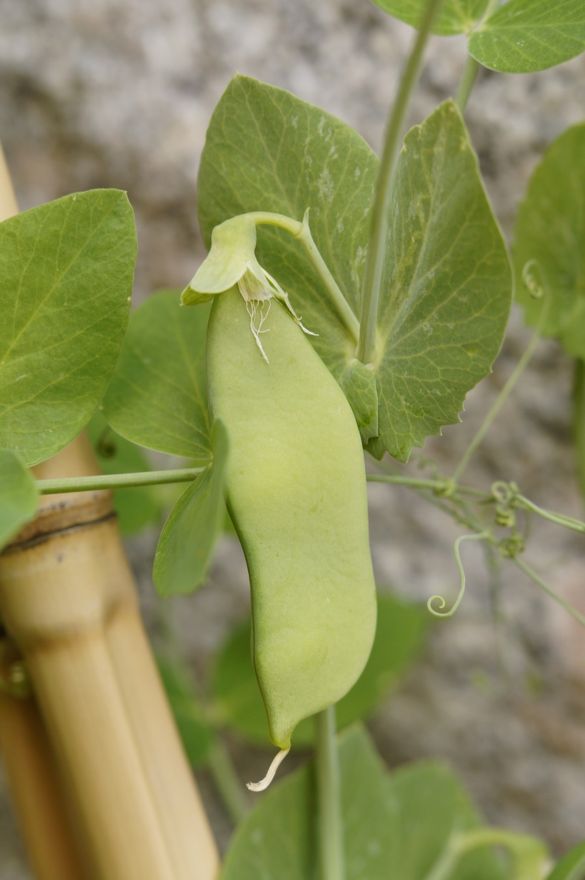 pea pod pea pea plant free photo