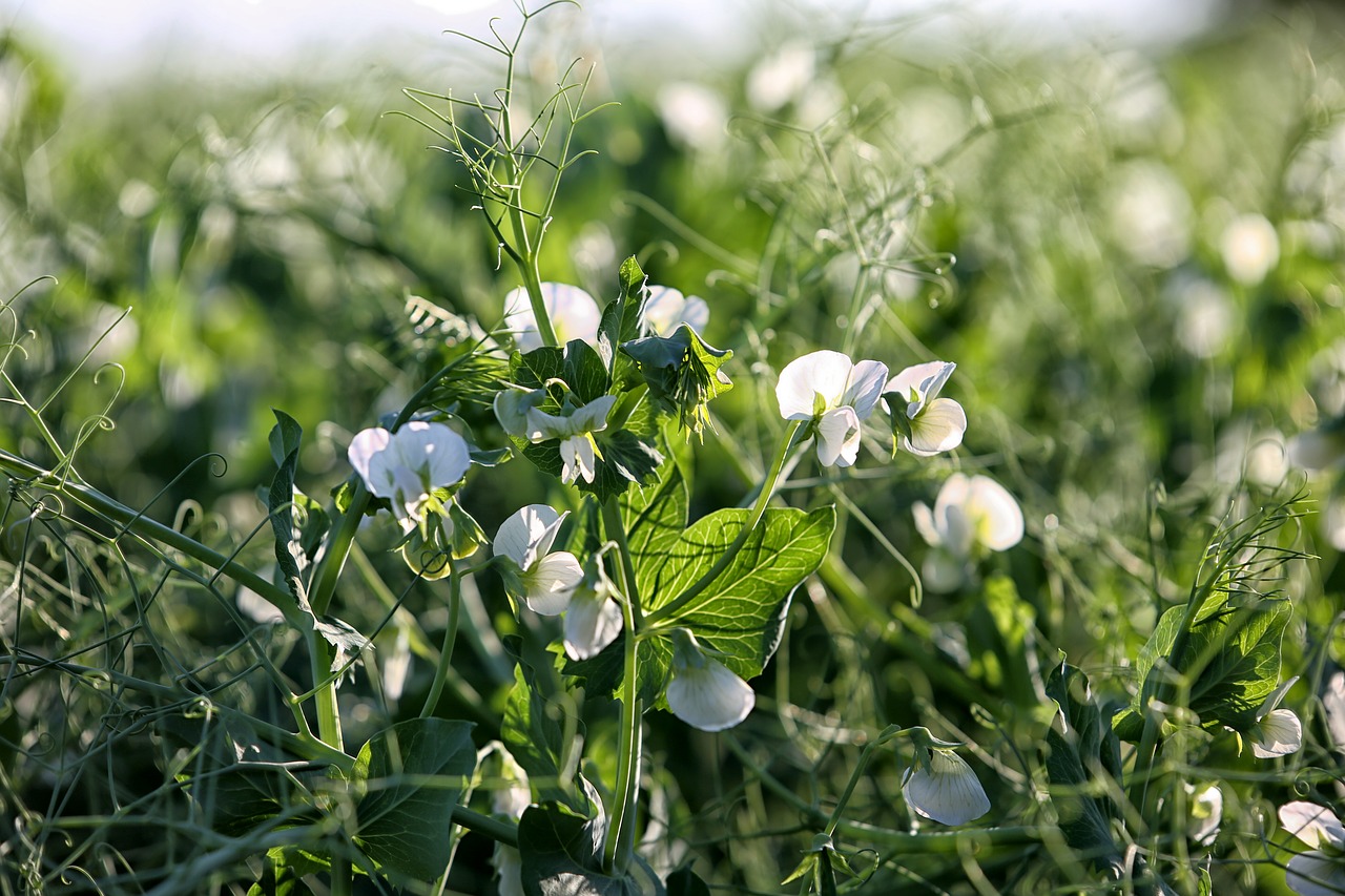 pea tendrils nature crop free photo