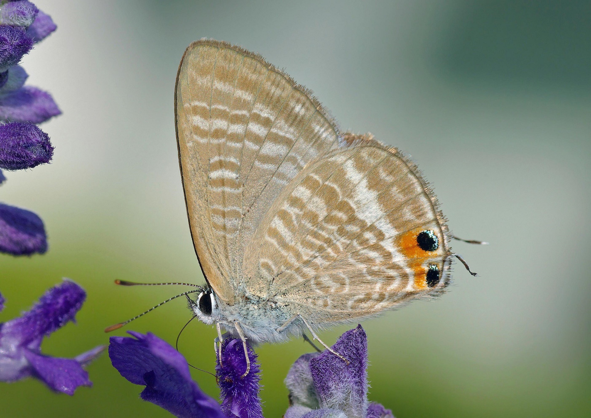 butterfly macro close up free photo