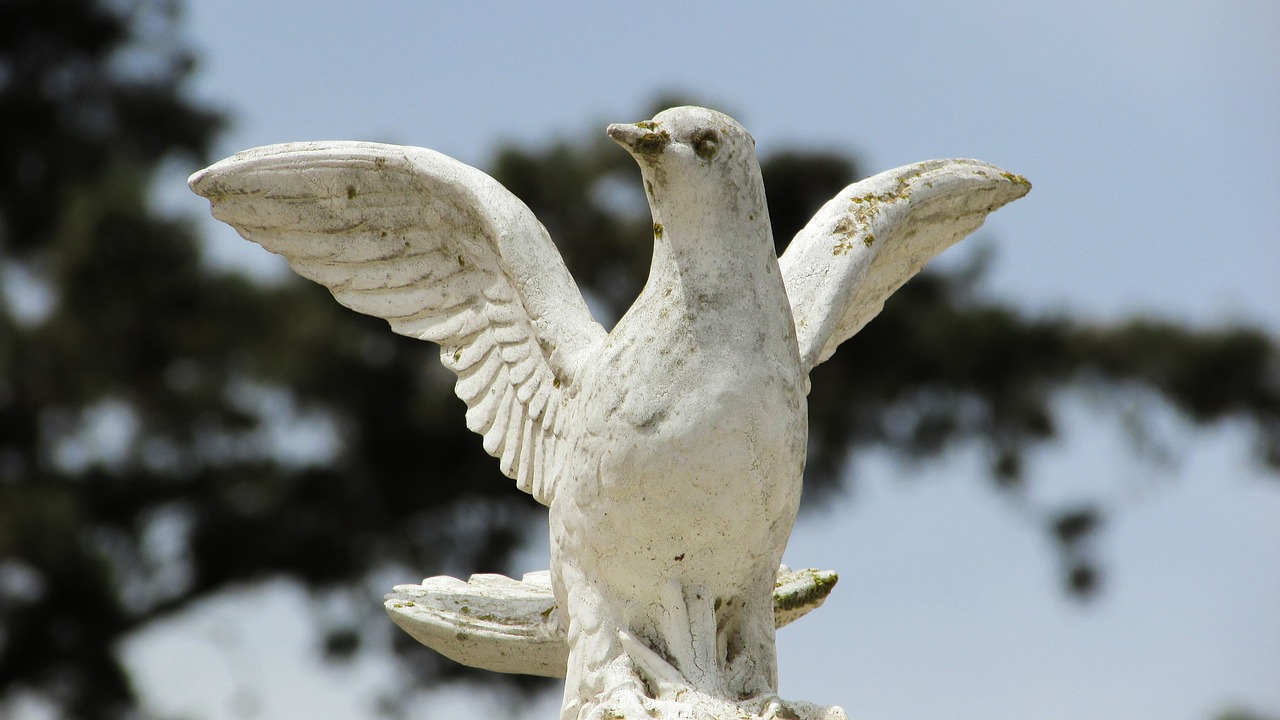 peace pigeon white free photo