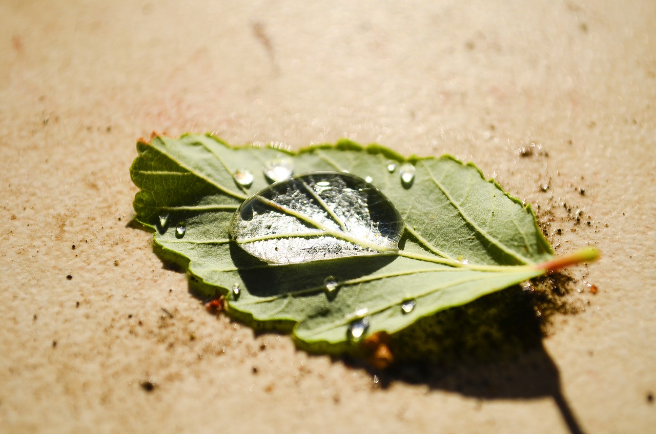 peace  leaf  water free photo