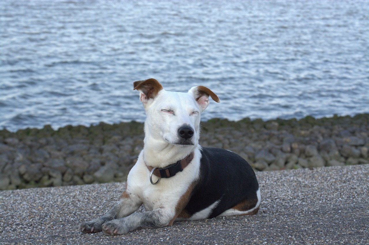 peace dog  relaxed  jack russell free photo