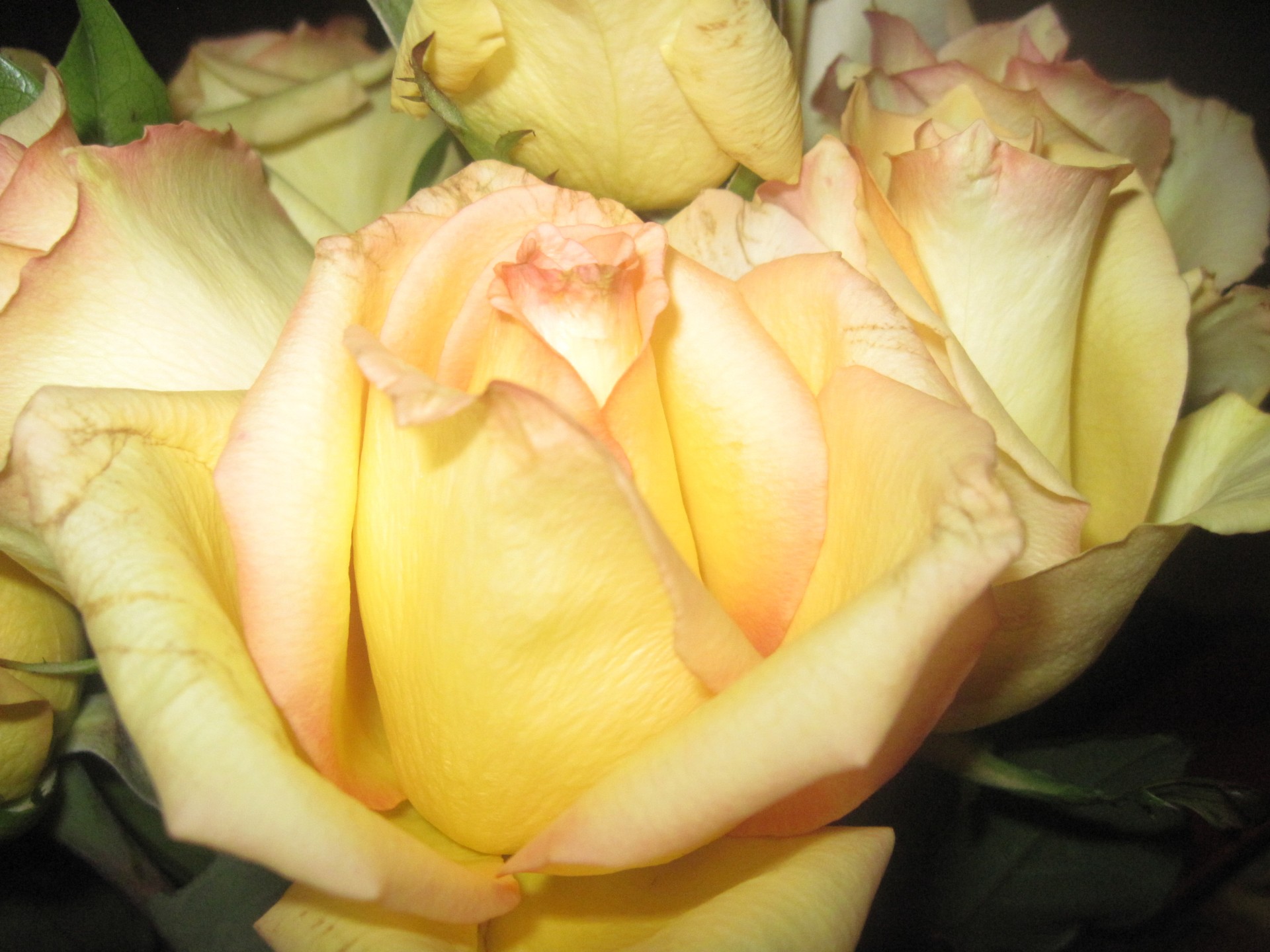 yellow rose love free photo