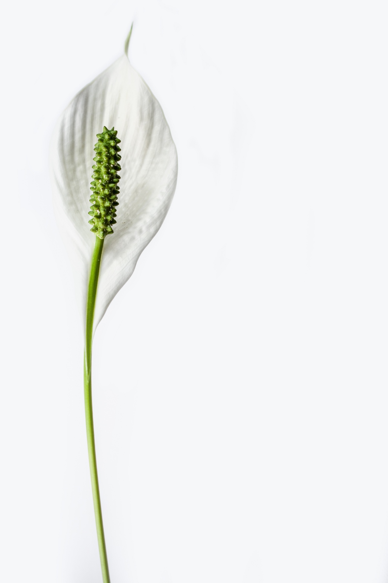 peace lily flower plant free photo