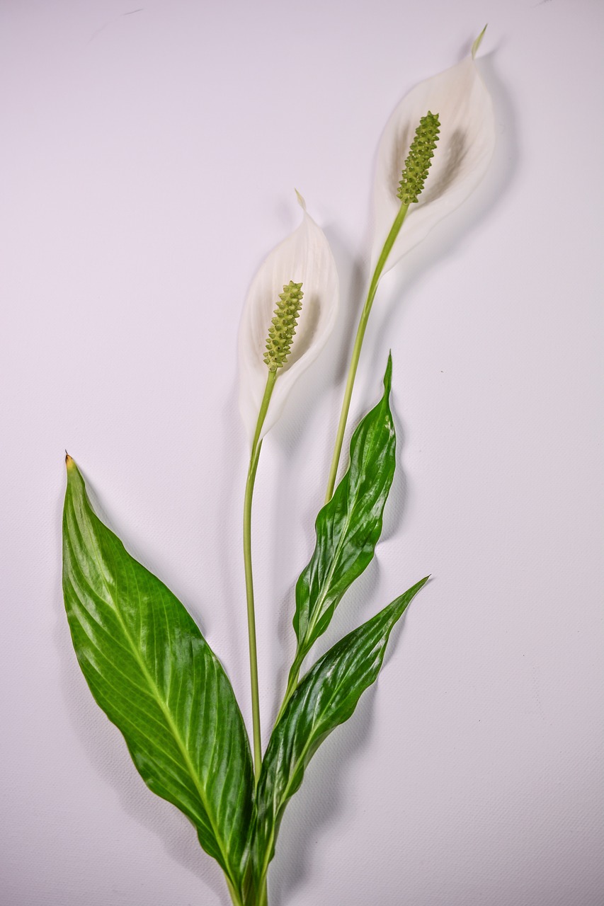 peace lily flower plant free photo