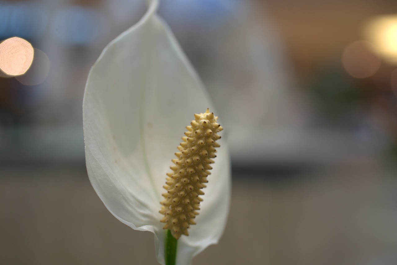 peace lily  spathiphyllum  flower free photo