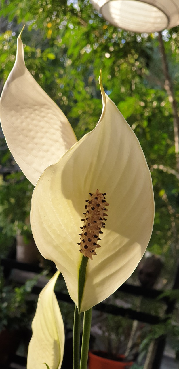 peace lily  lilly  white free photo