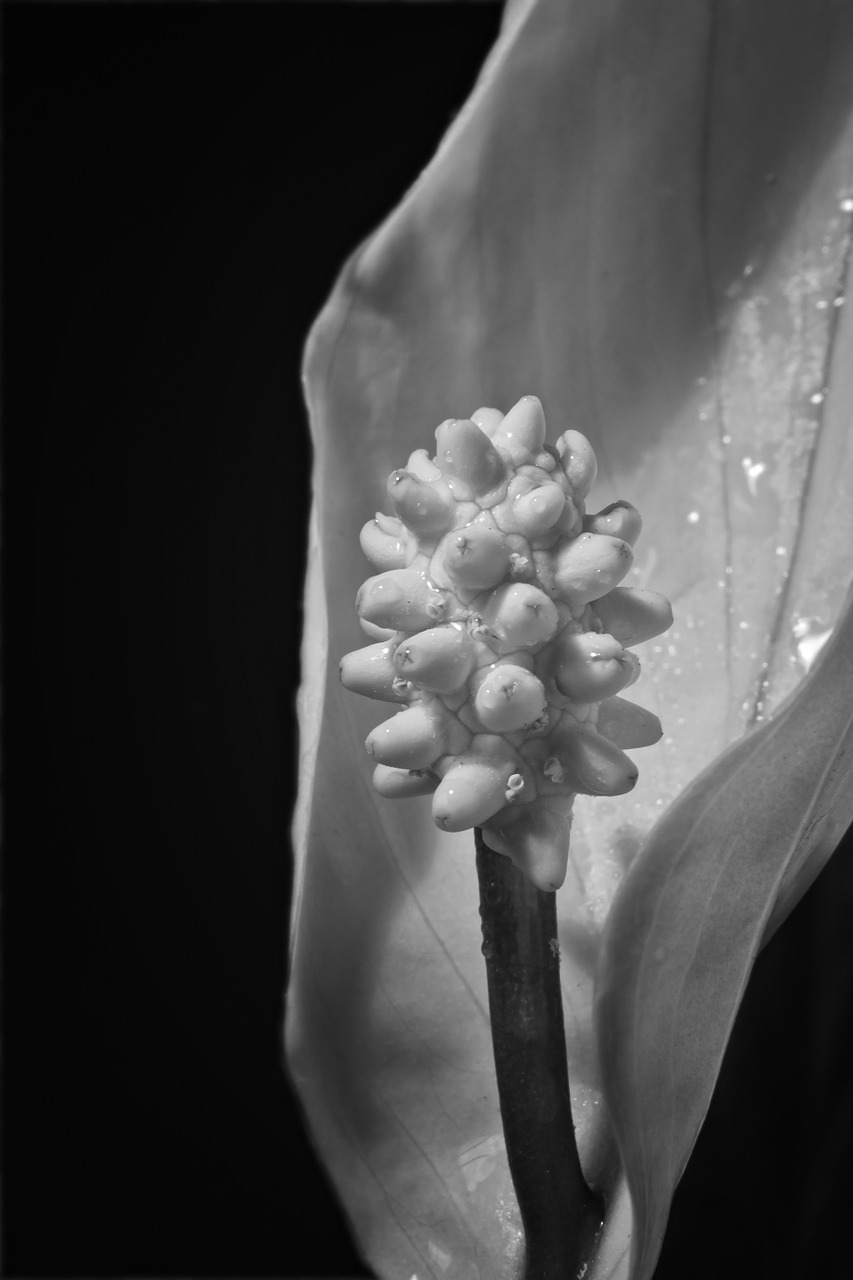 peace lily blossom bloom free photo