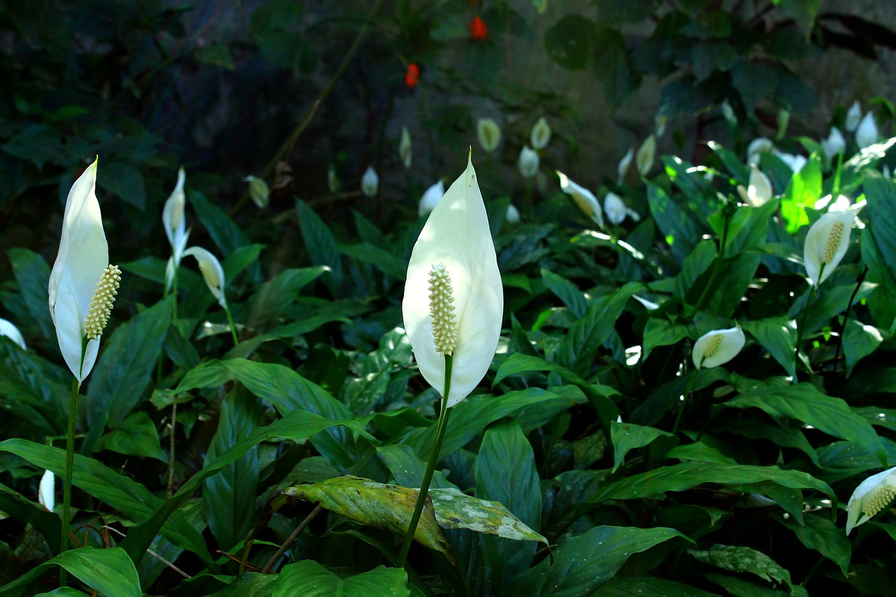 peace lily flower flowers free photo
