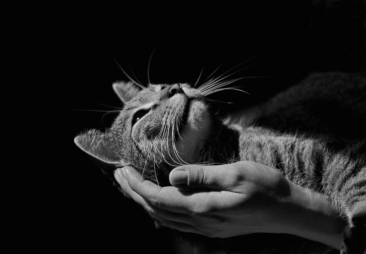 peace of mind  cat  animals free photo