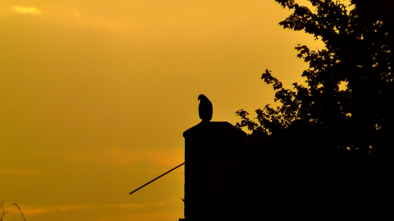 peaceful nature nature reserve free photo