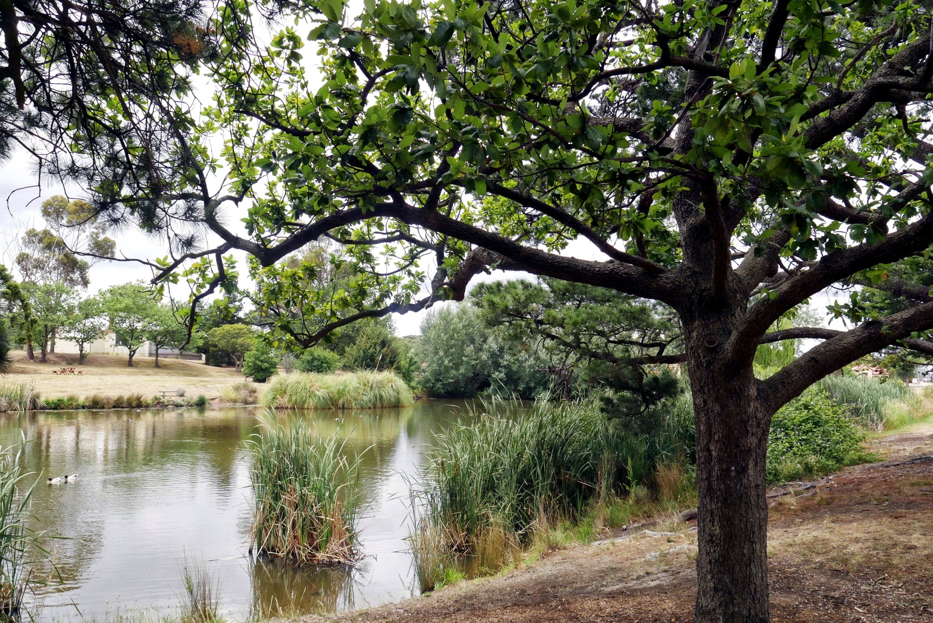lake australia trees free photo