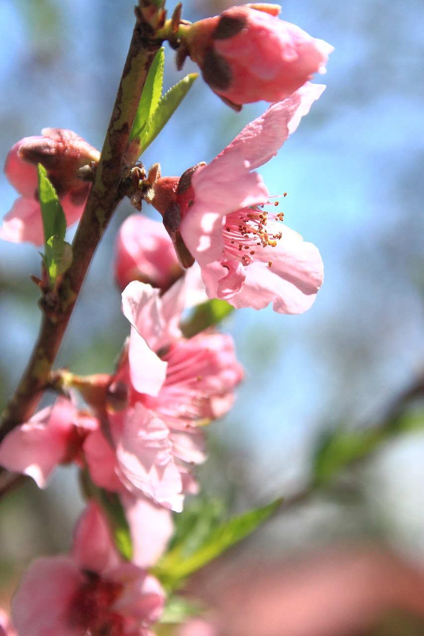 peach blossom flower free photo