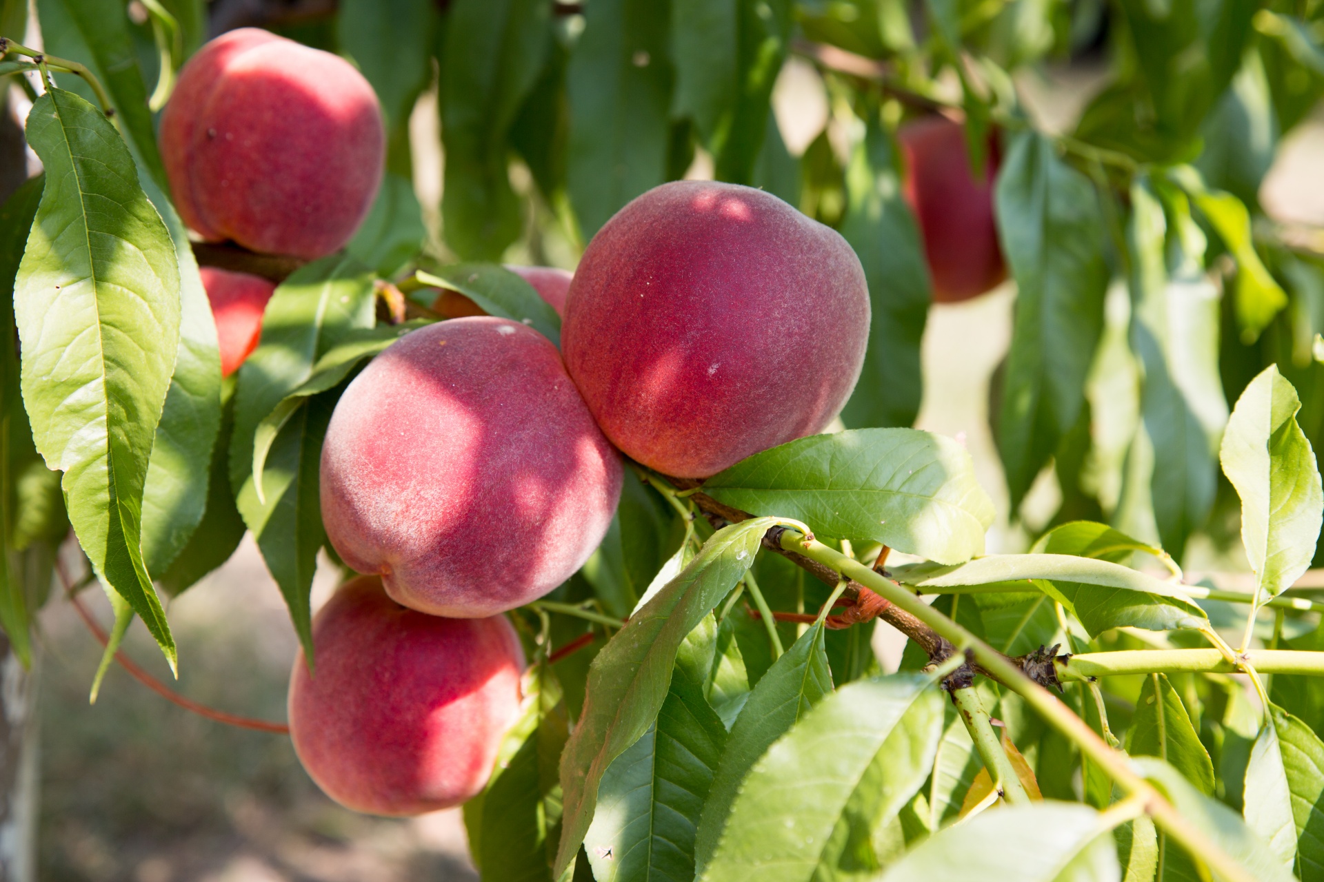 agriculture antioxidant aromatic free photo