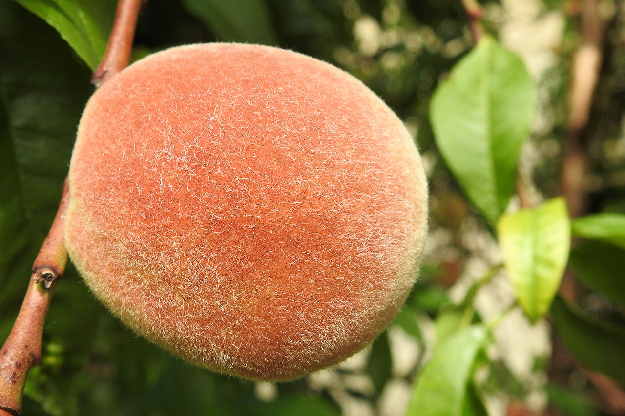 peach peach tree fruit free photo