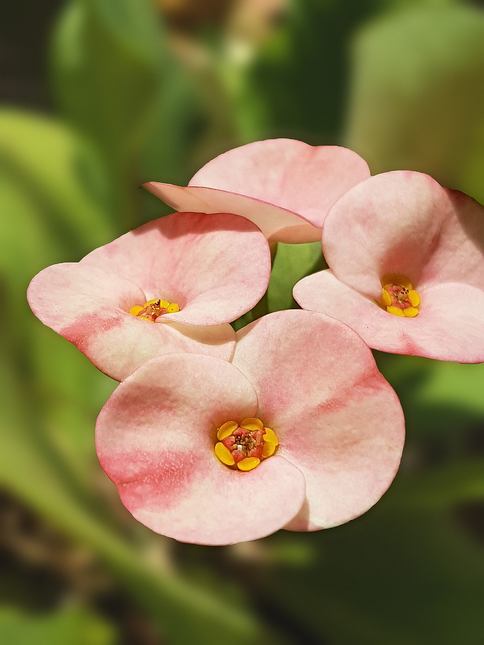 peach flower lovely free photo