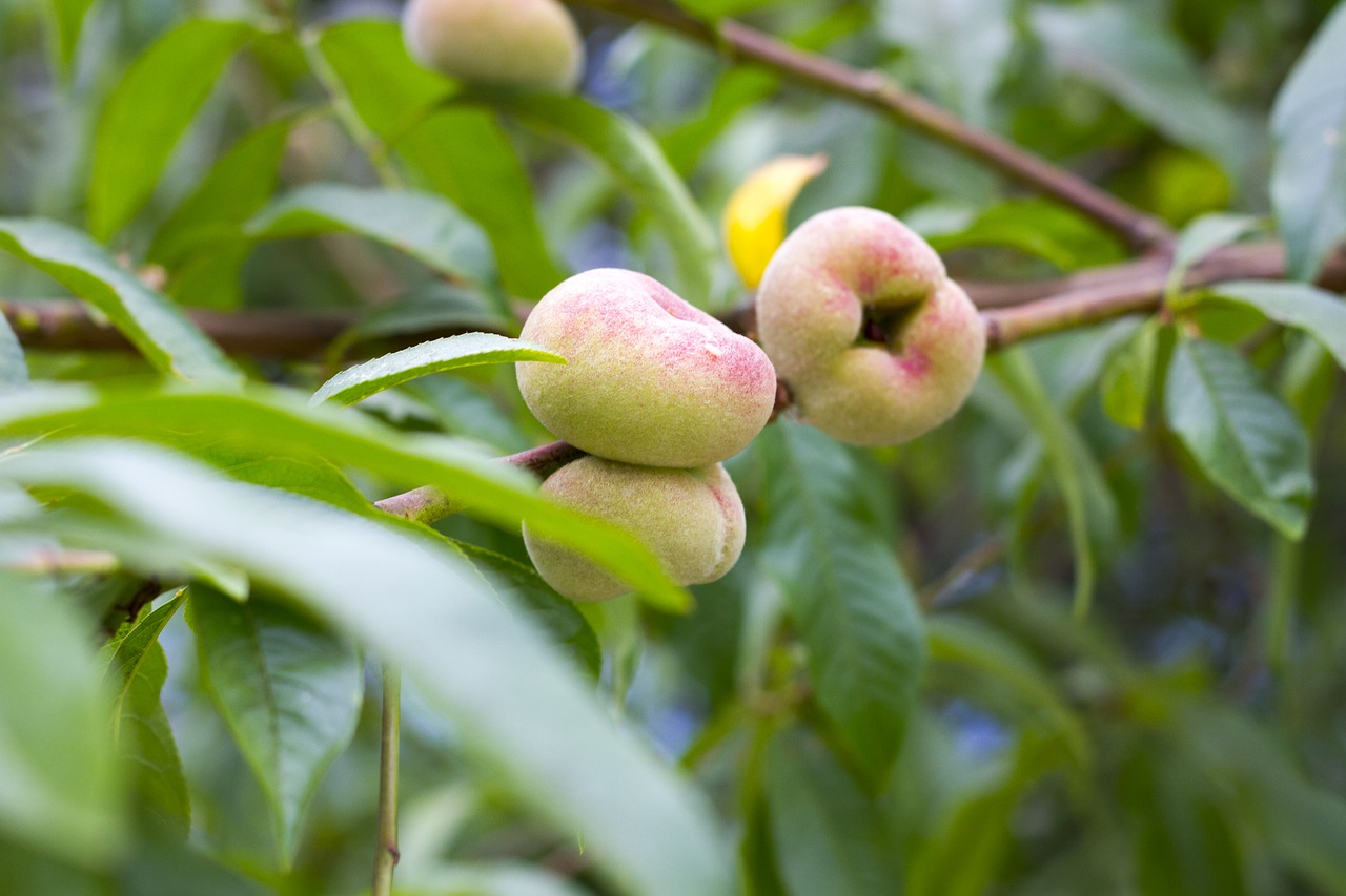 peach garden fresh free photo