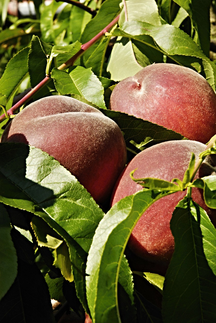 peach peaches tree free photo