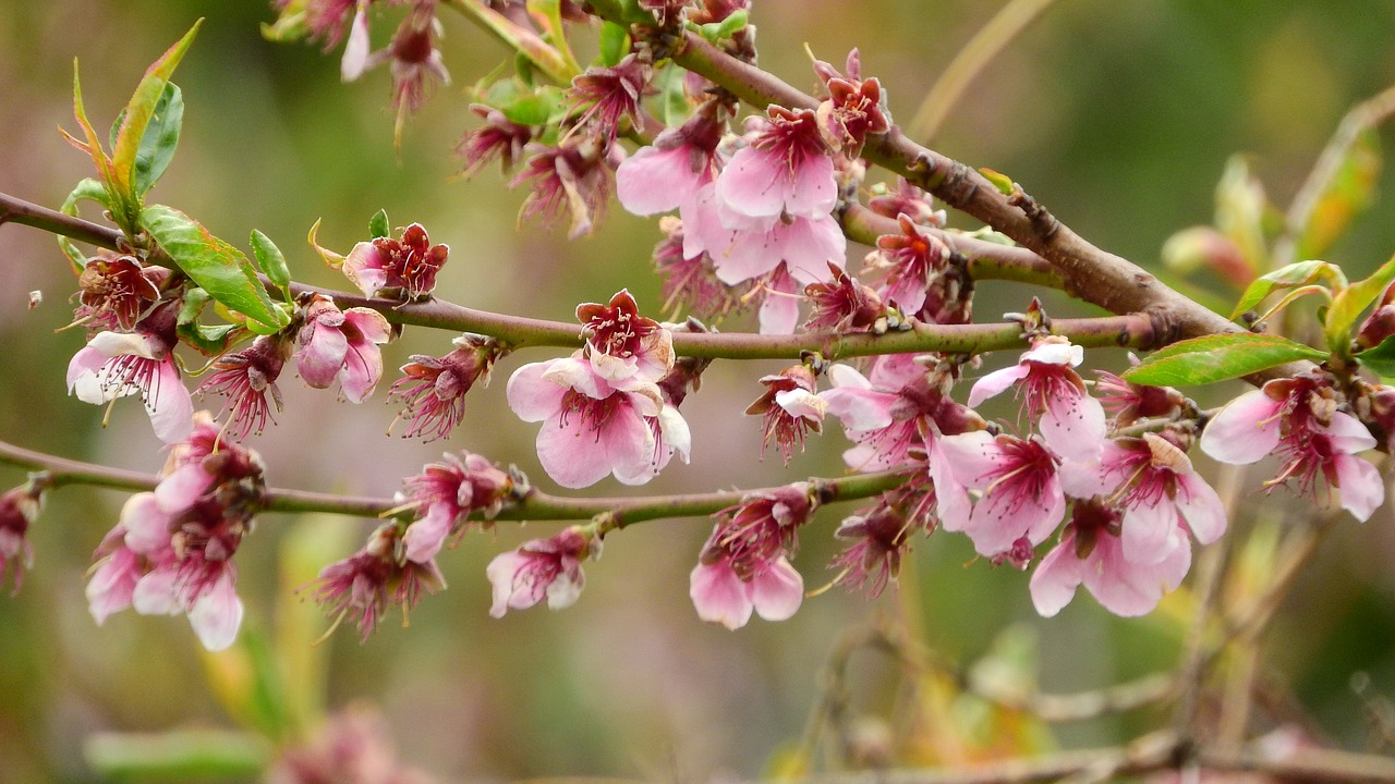 peach the peach tree prunus persica free photo