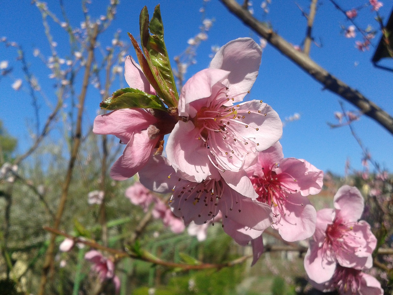 peach color spring free photo