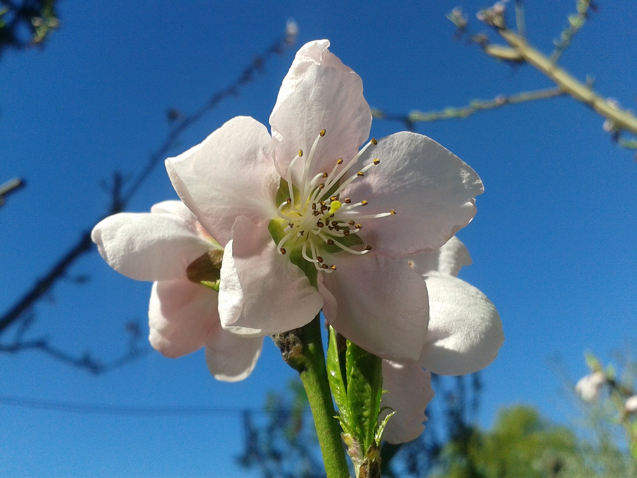 peach color spring free photo