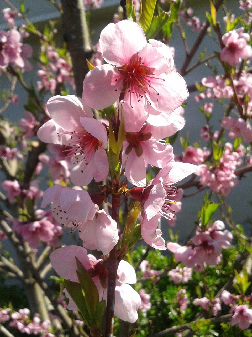 peach color spring free photo