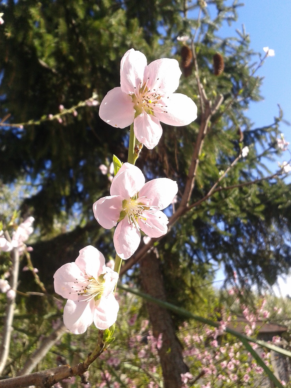 peach color spring free photo