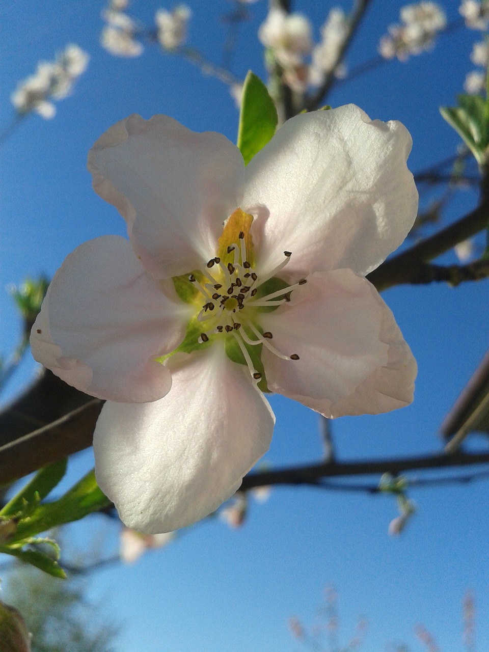 peach color spring free photo