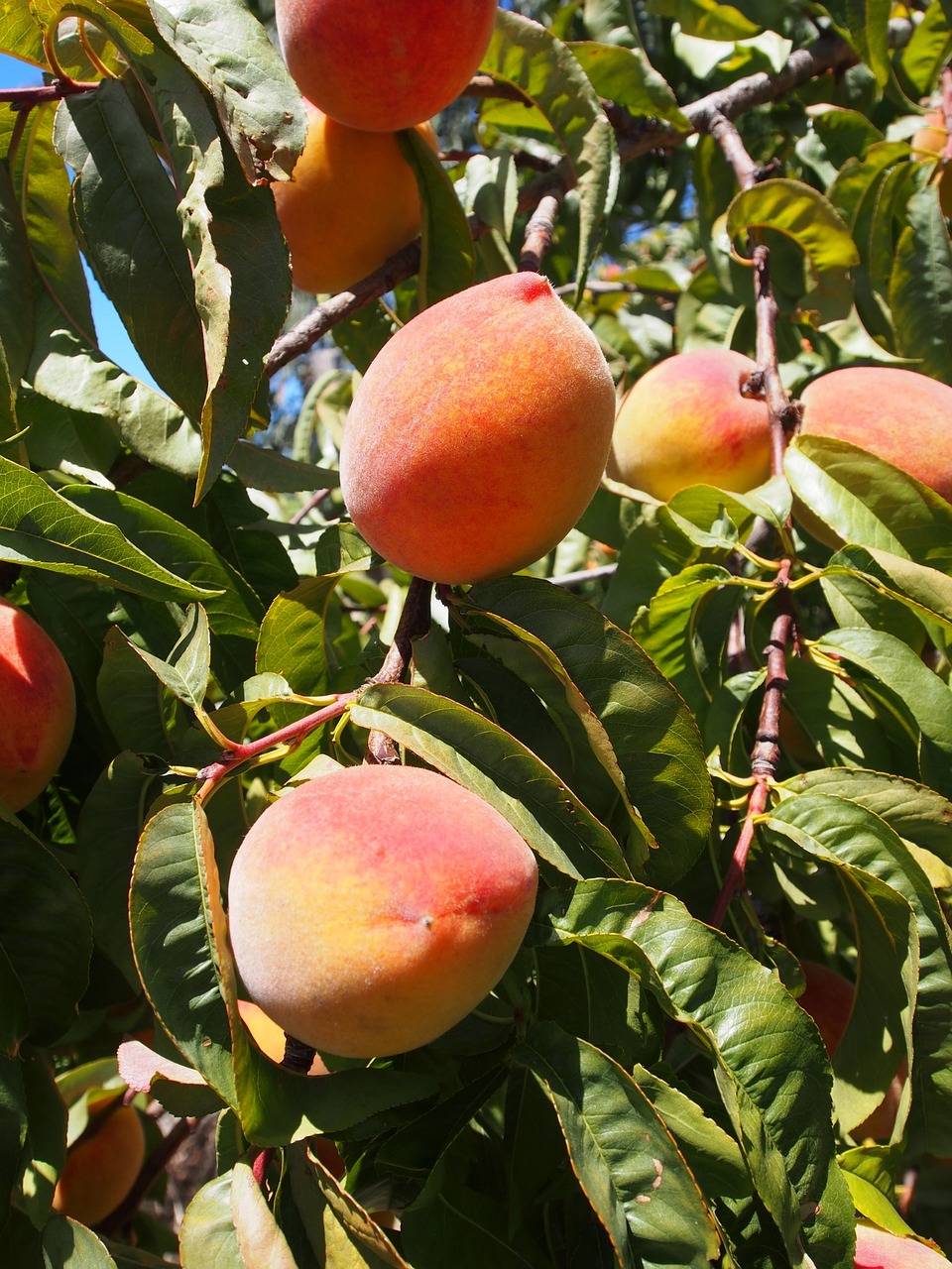 peach fruit ripe free photo