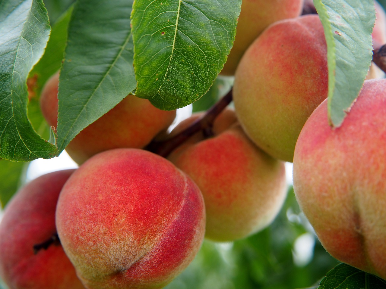 peach peaches fruit free photo