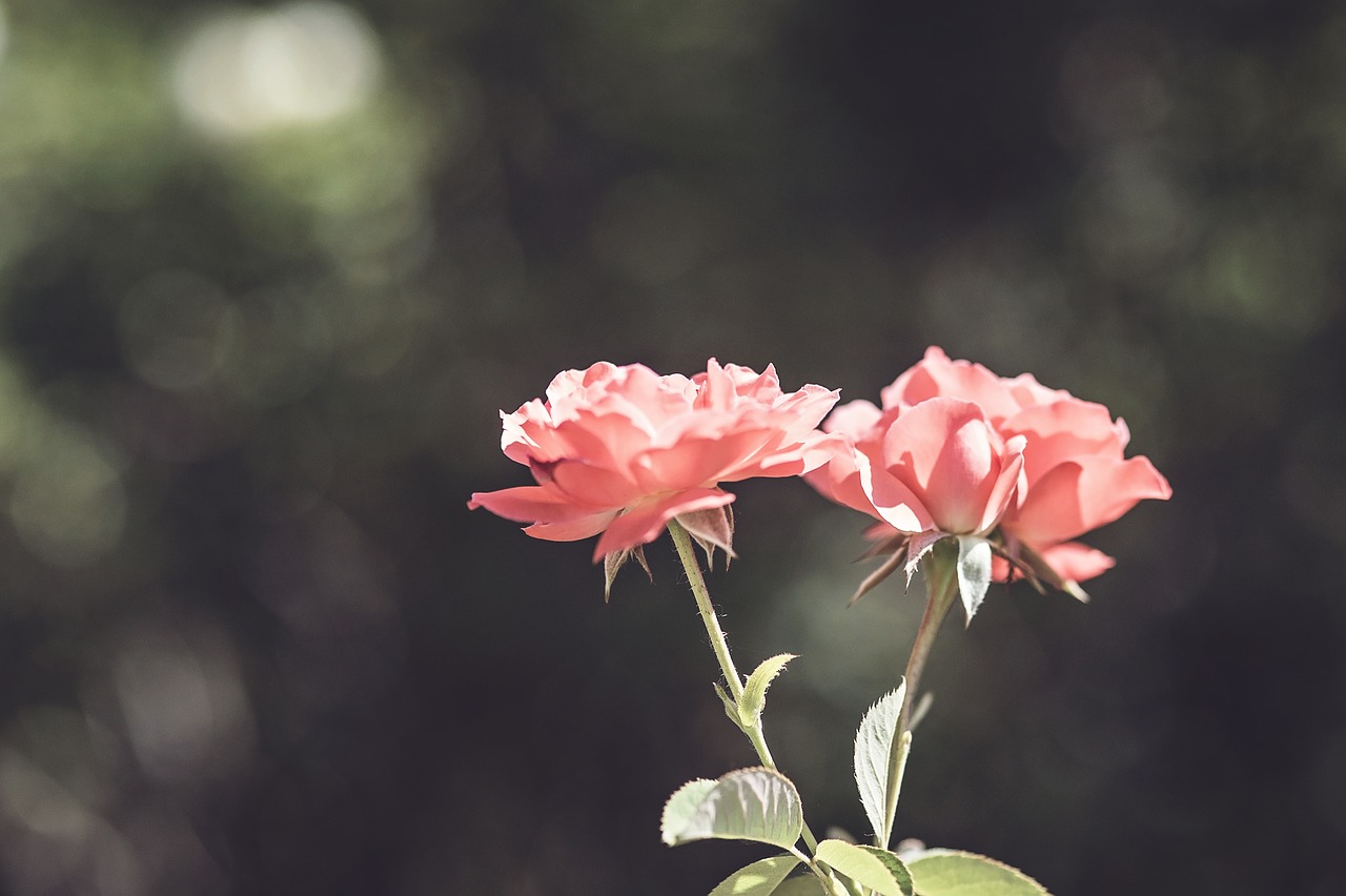 peach roses rose bud free photo