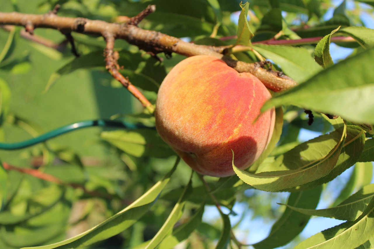 peach the peach tree tree free photo