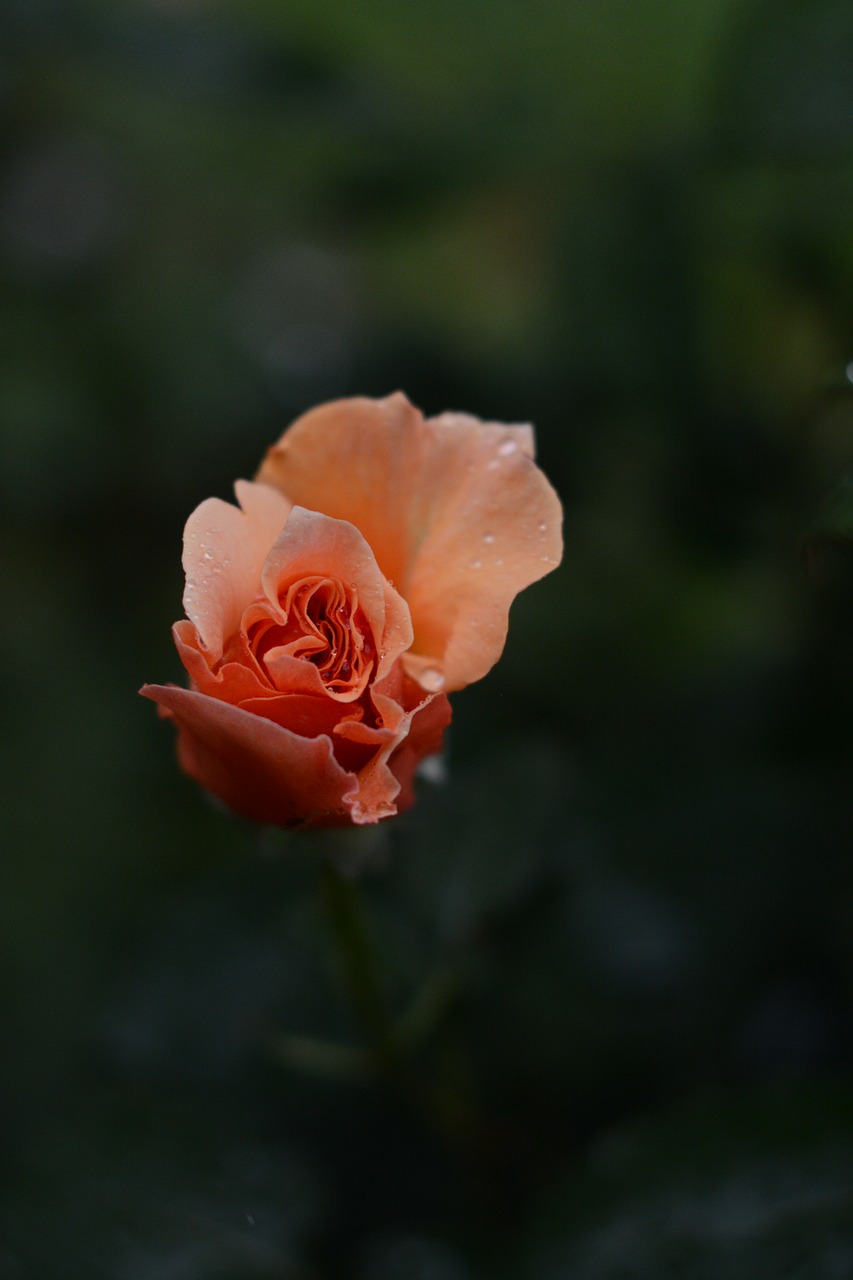 peach rose flower free photo