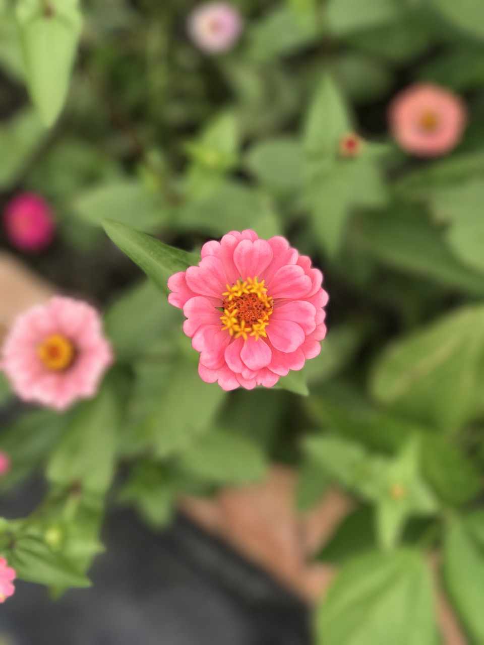 peach flower summer free photo