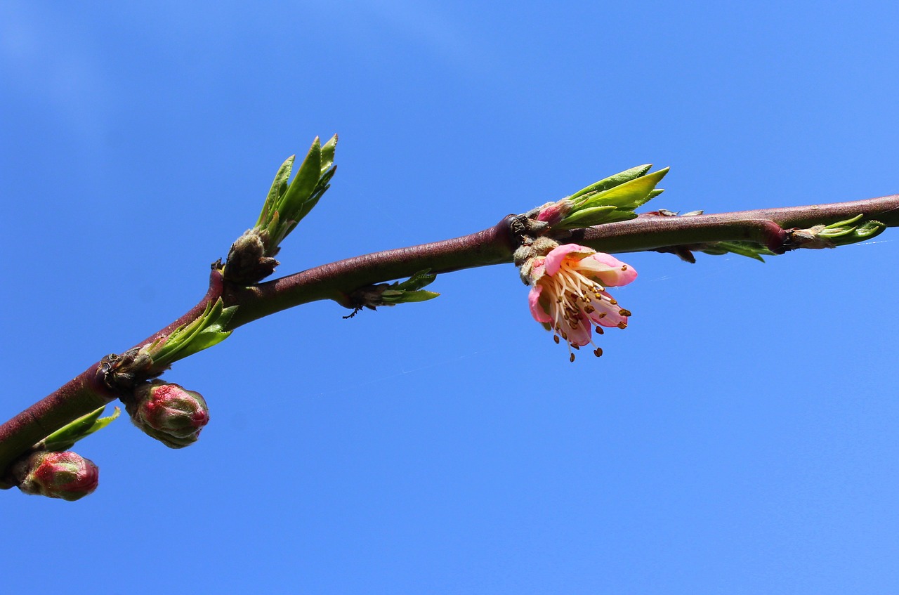 peach  flowering trees  spring free photo