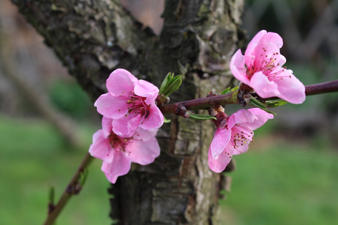 peach  fruit trees  spring free photo