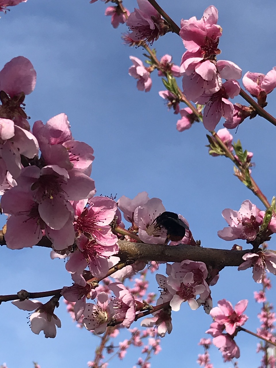 peach  flower  branch free photo