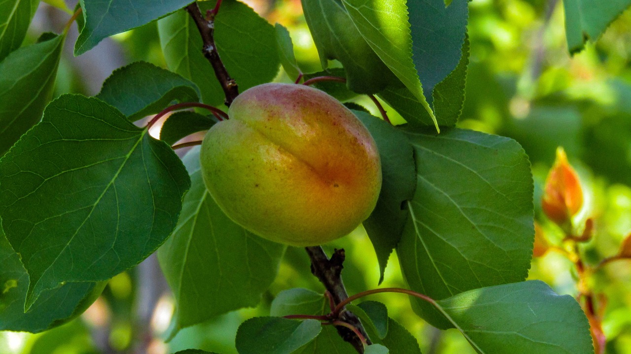 peach  fruit  leaf free photo