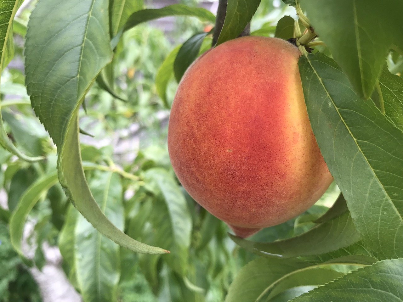 peach  tree  fruit free photo