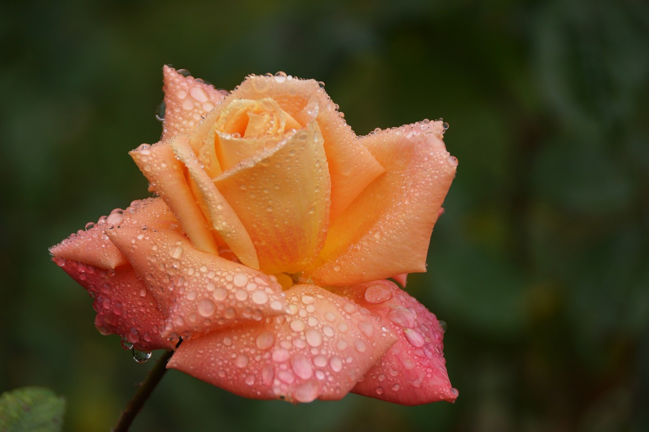 peach  pink  rose free photo