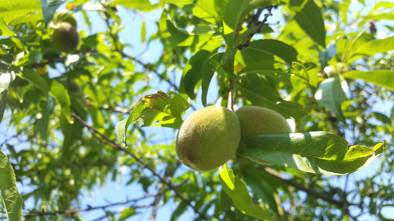 peach  grow  mature free photo