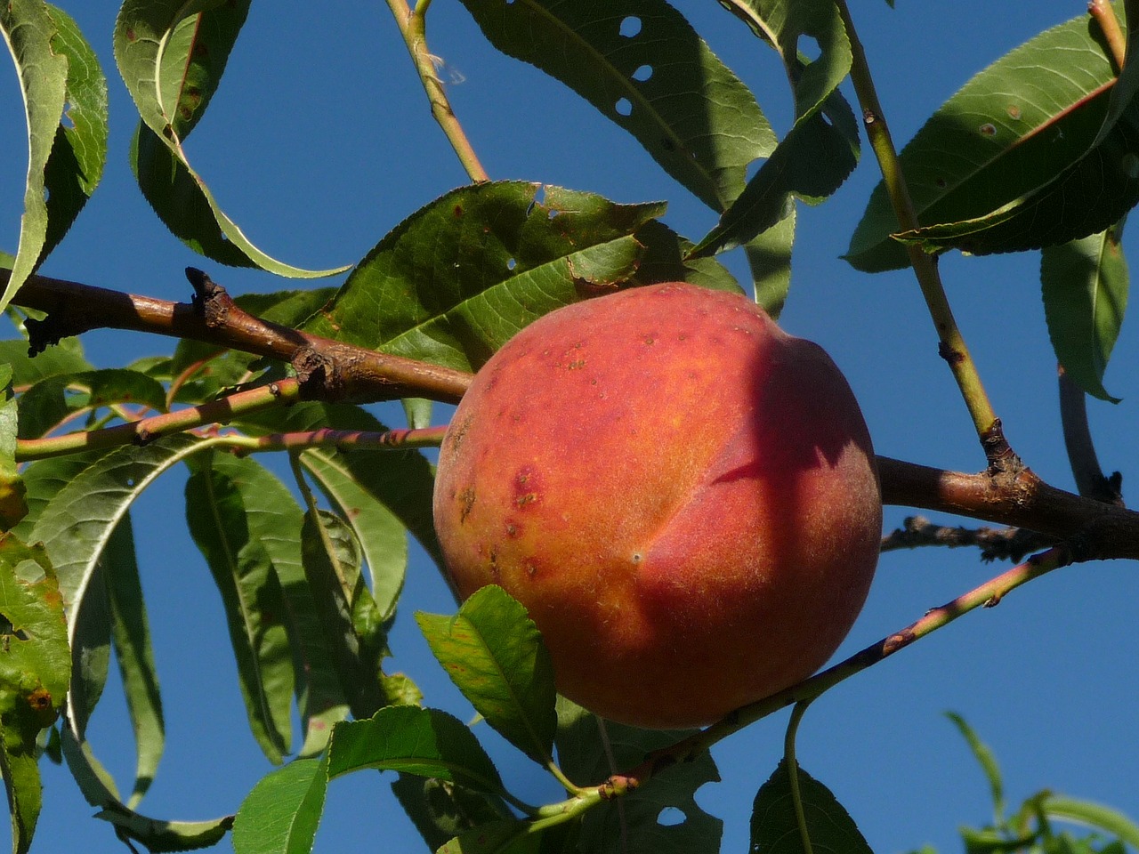 peach fruit peach tree free photo