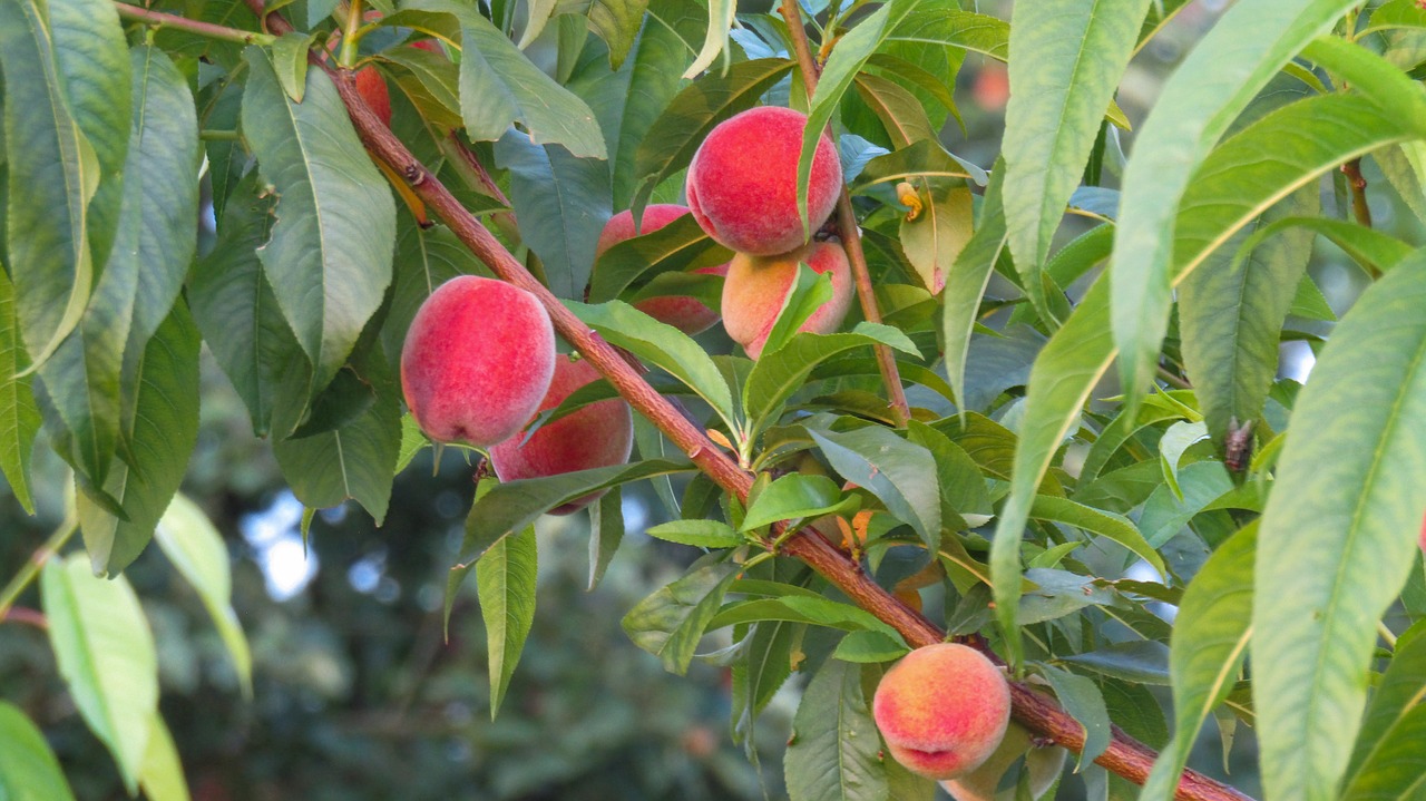 peach  fruits  tree free photo