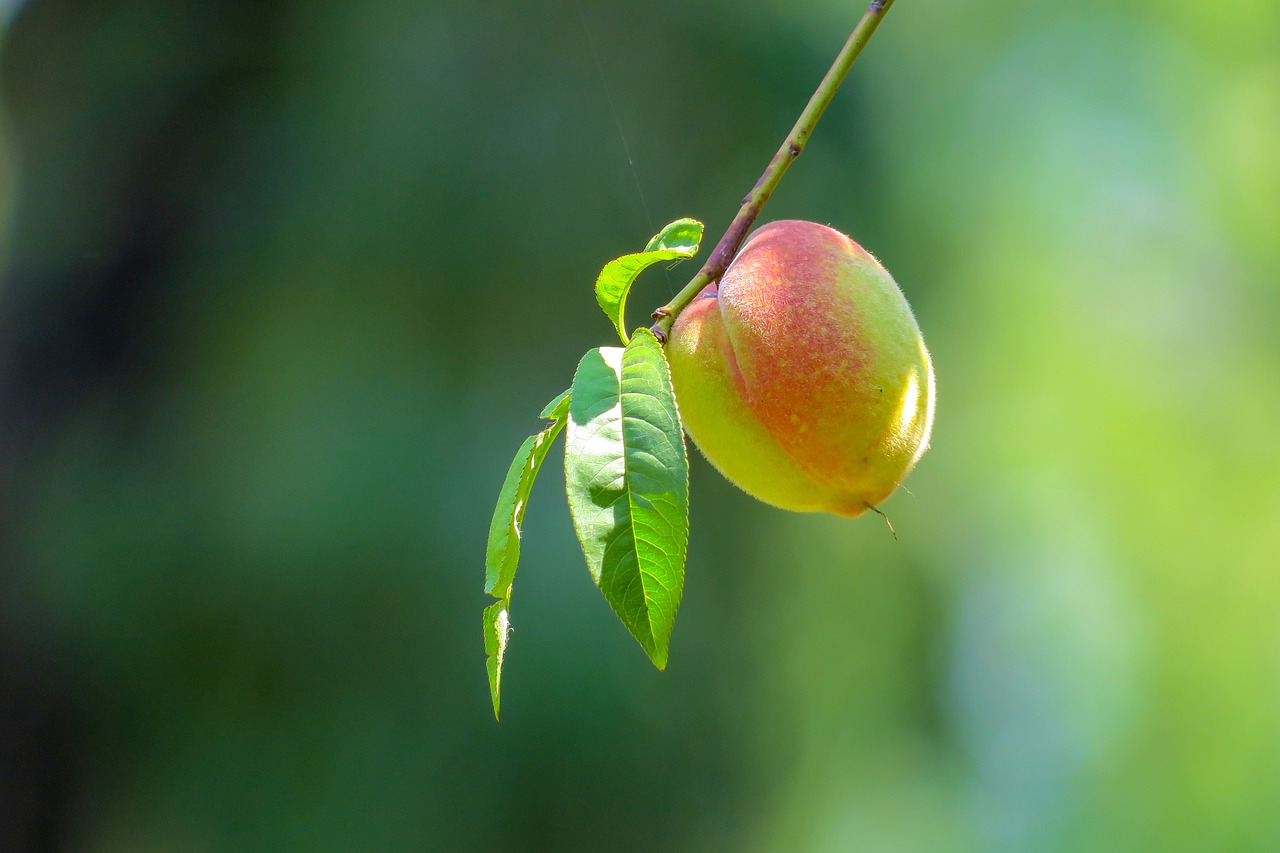 peach  plant  fruit free photo